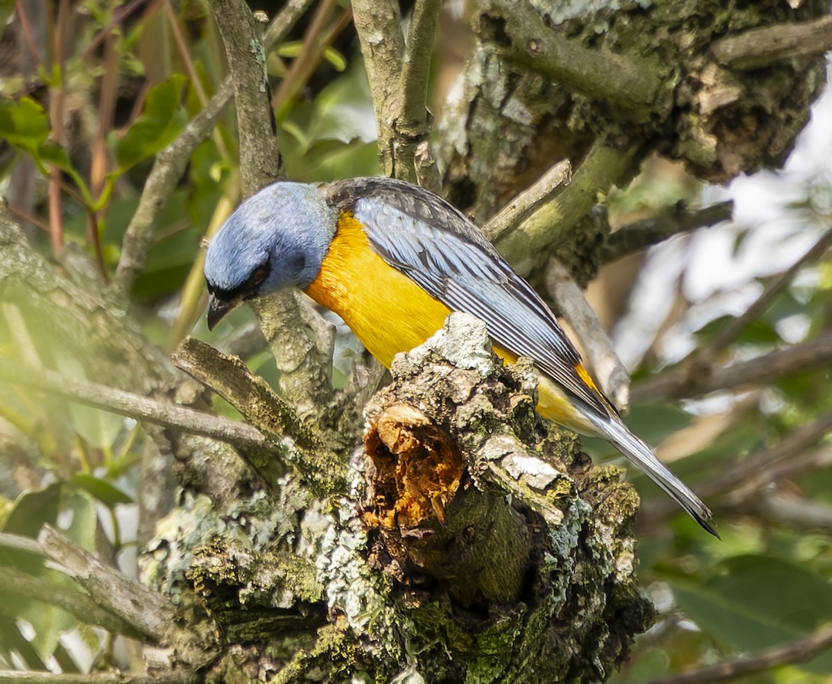 Blue-and-yellow Tanager - ML646377262