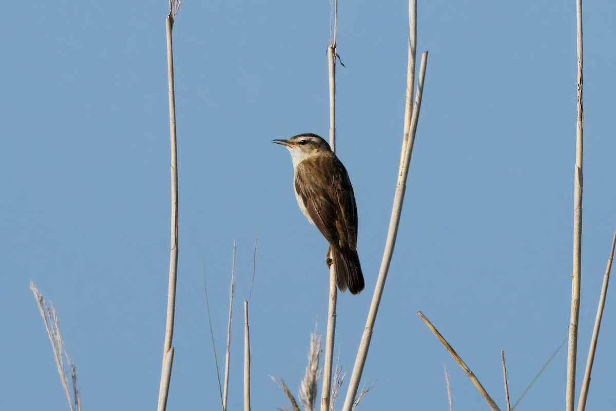 Forapaglie comune - ML646377264