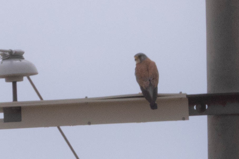 rødfalk - ML646377265