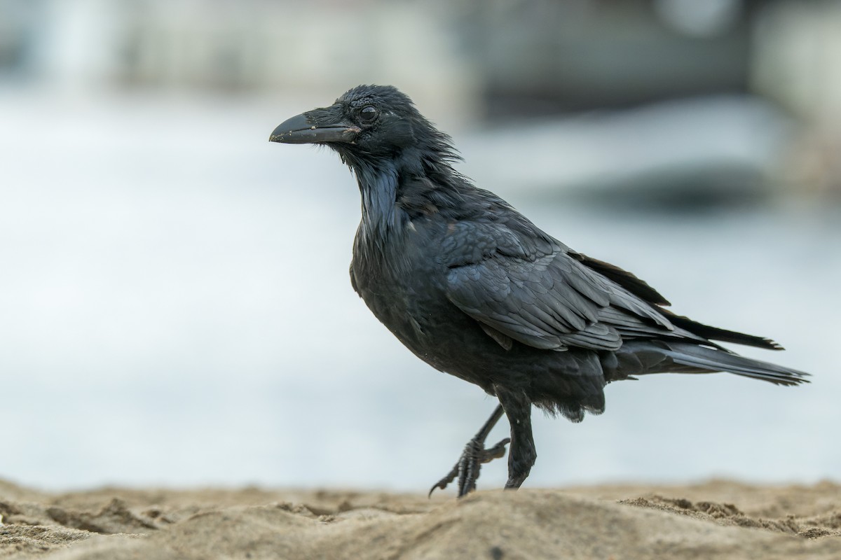 Common Raven - ML646377266
