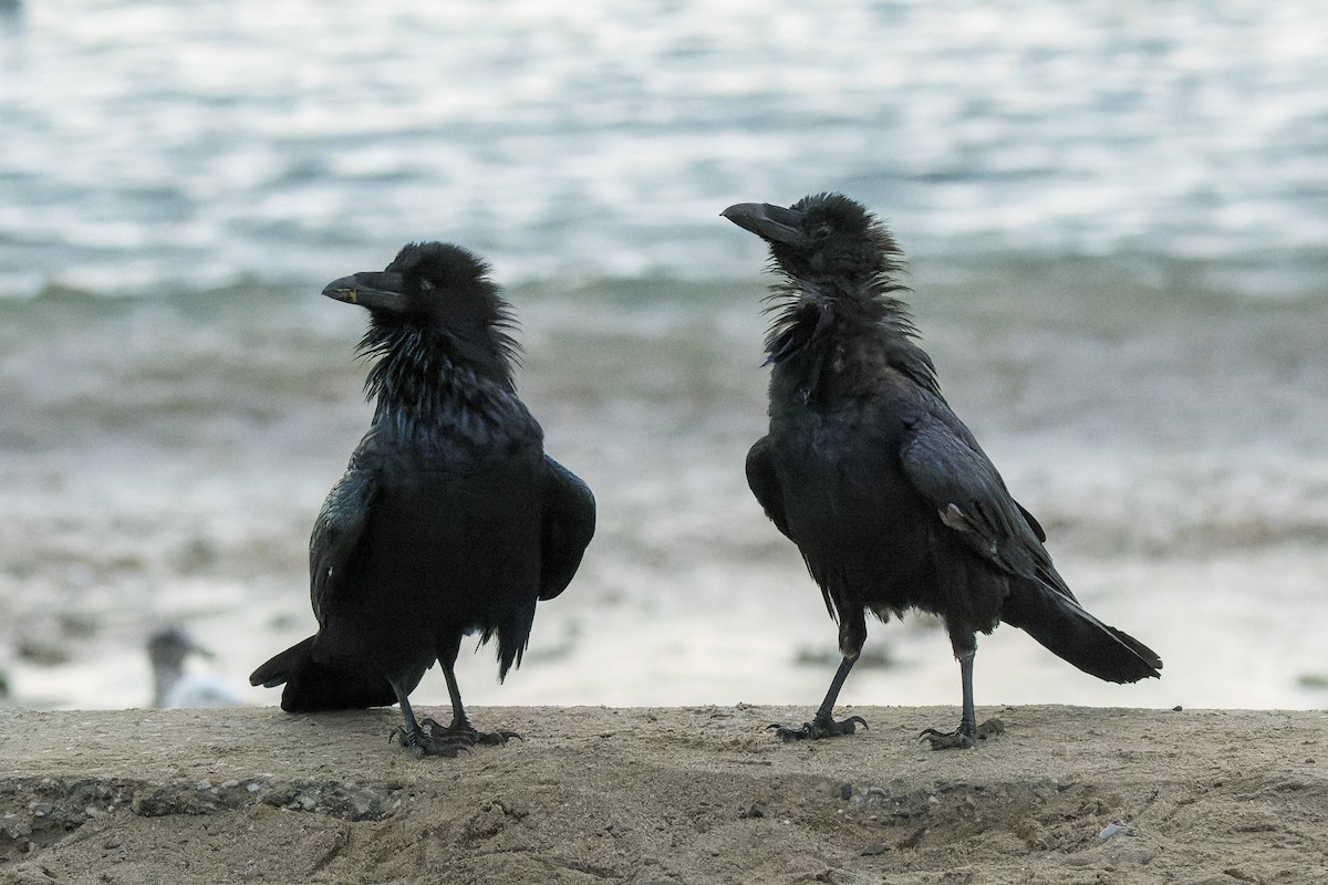 Common Raven - ML646377267