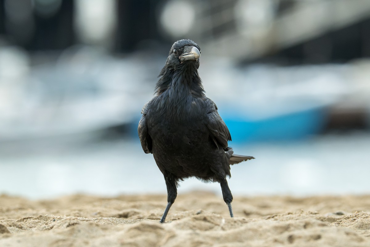 Common Raven - ML646377268