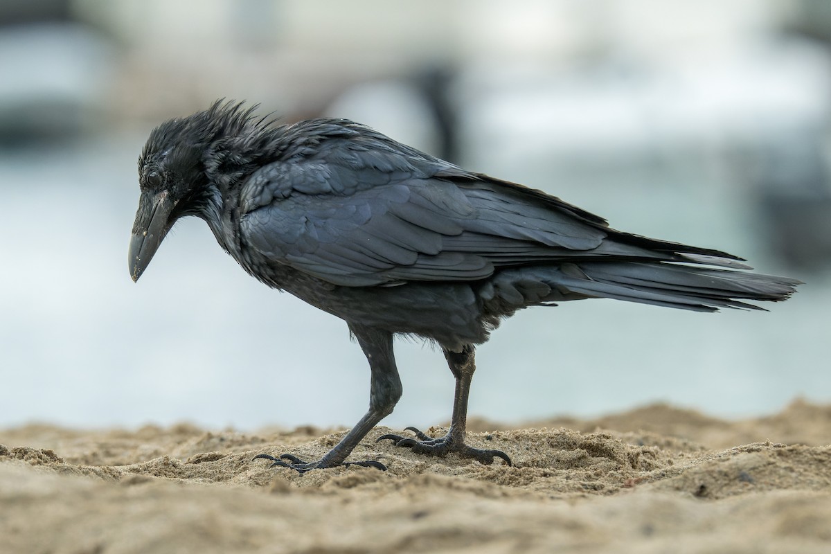 Common Raven - ML646377269