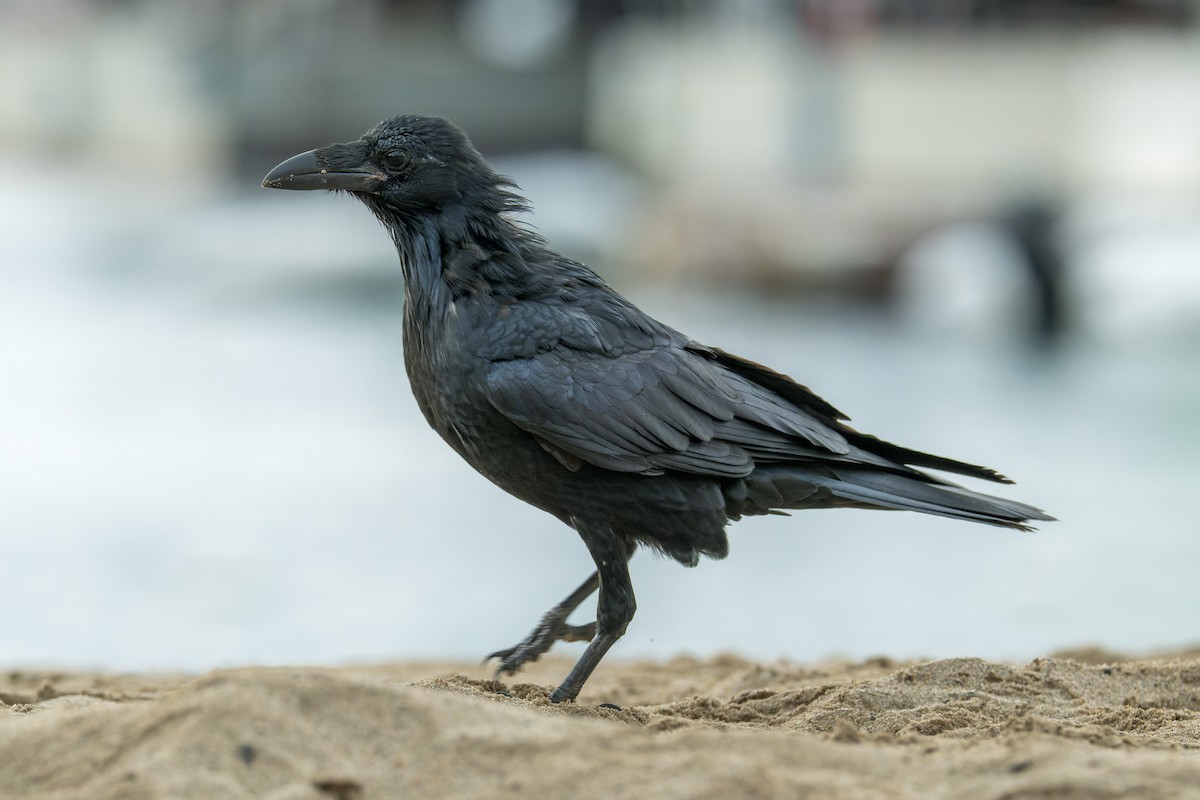 Common Raven - ML646377270