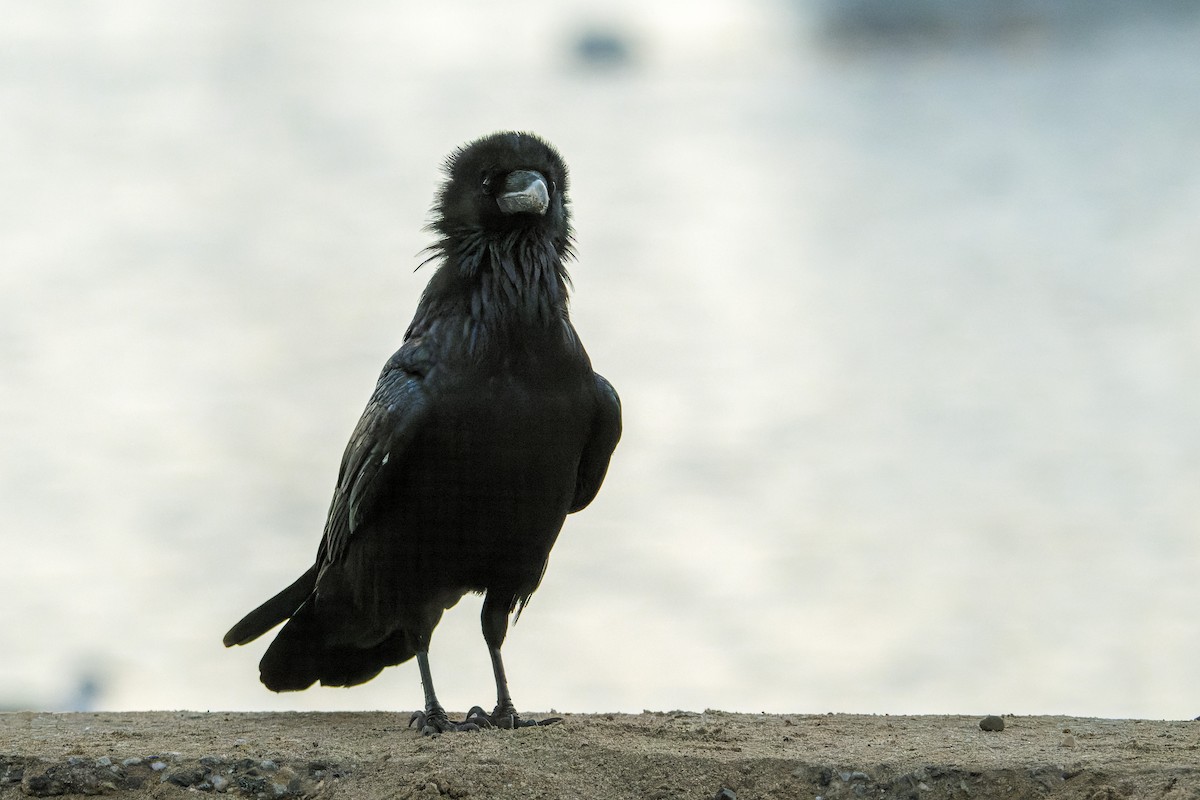 Common Raven - ML646377274