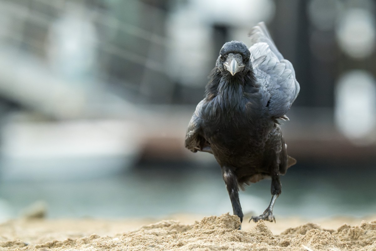 Common Raven - ML646377275