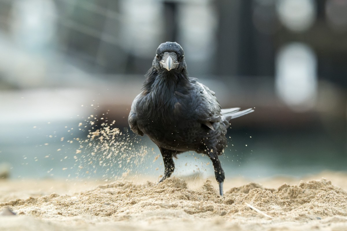 Common Raven - ML646377276