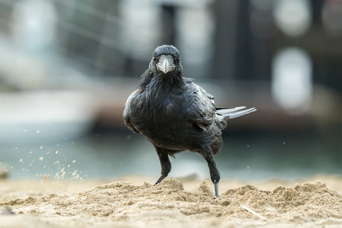 Common Raven - ML646377277