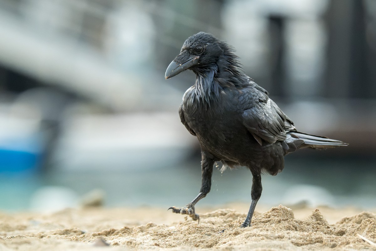 Common Raven - ML646377278