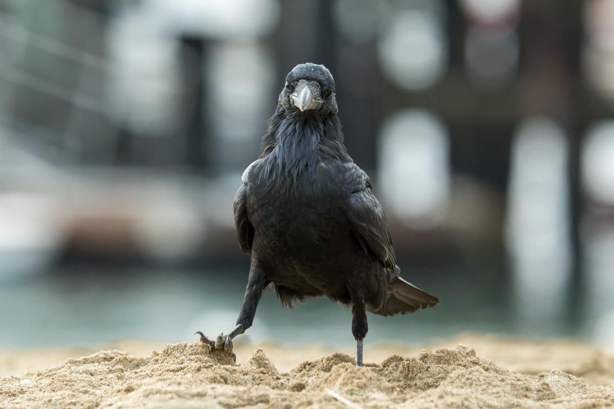 Common Raven - ML646377279