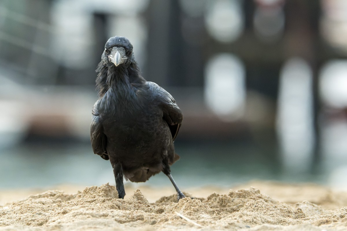 Common Raven - ML646377280