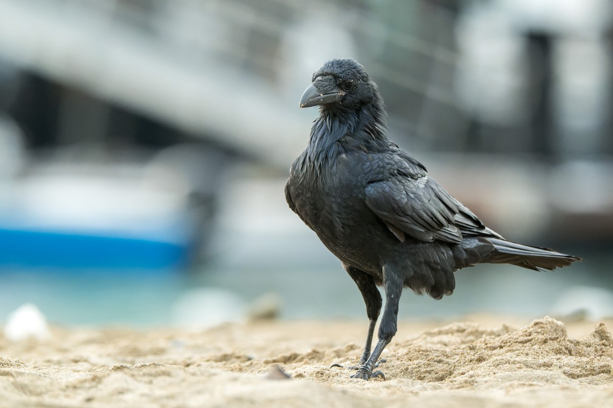 Common Raven - ML646377281