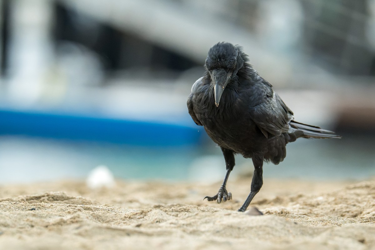 Common Raven - ML646377282