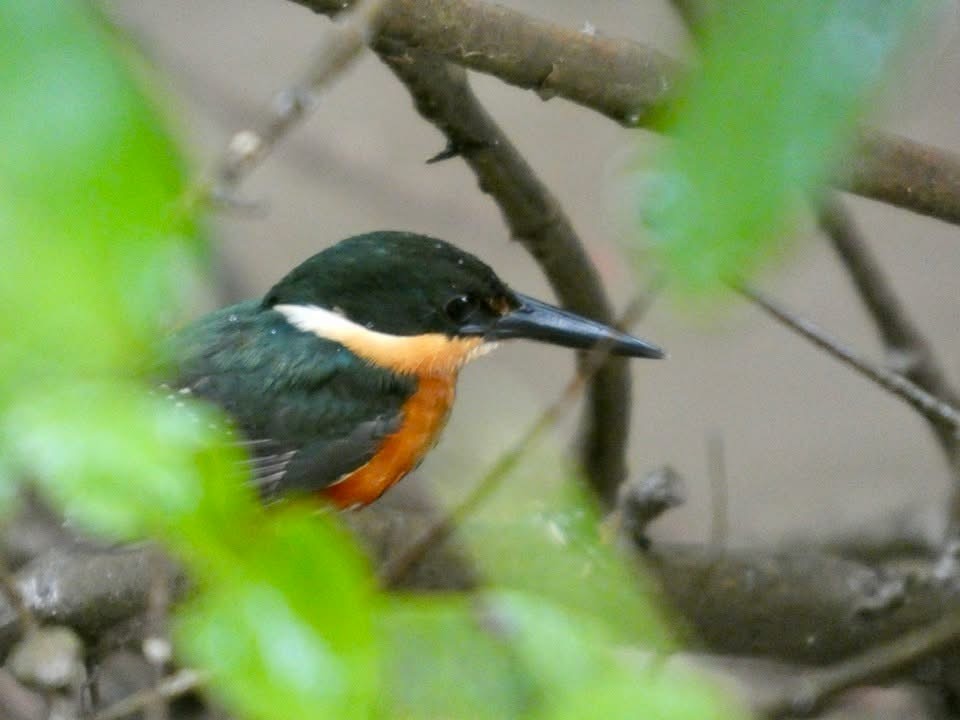 American Pygmy Kingfisher - ML646377283