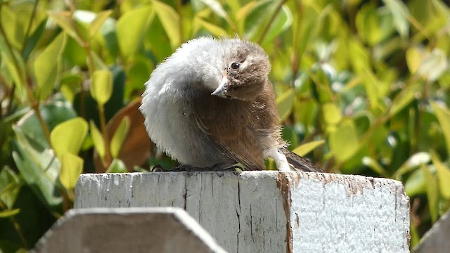 Bewick's Wren - ML646377284