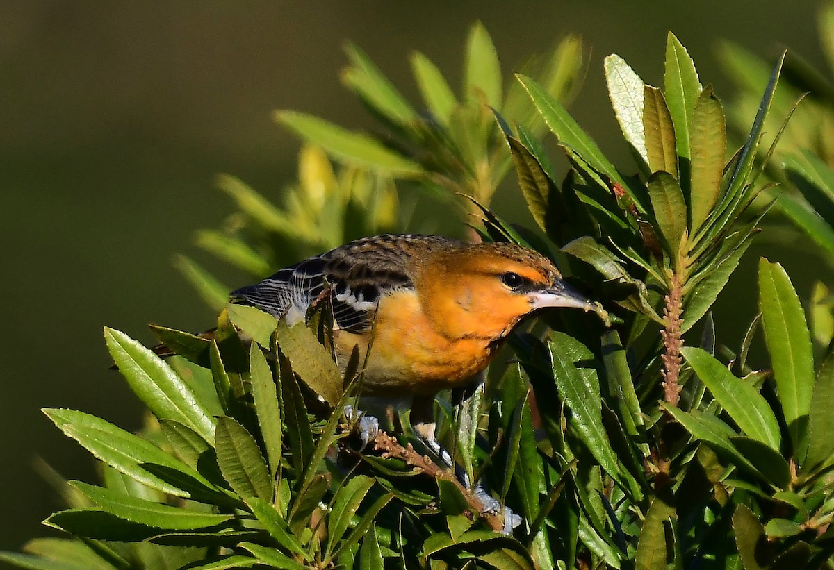 Bullock's Oriole - ML646377287