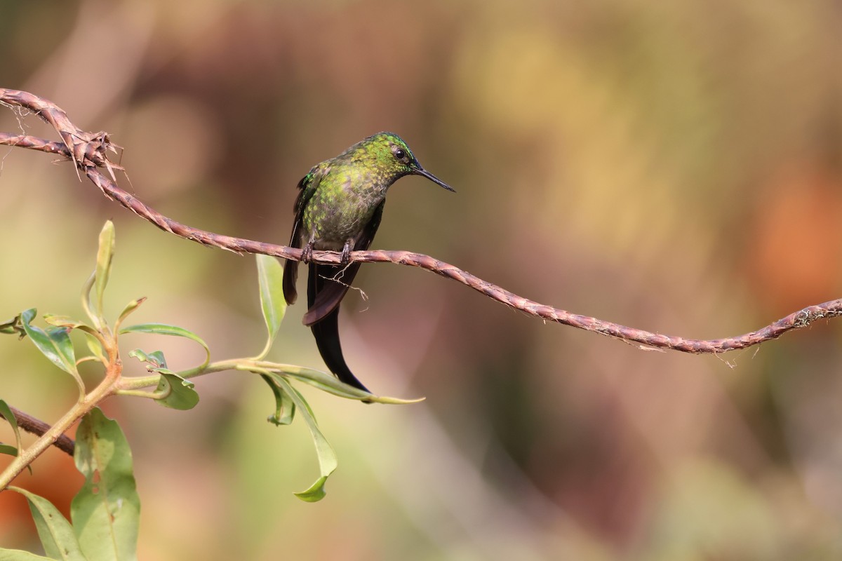 Long-tailed Sylph - ML646377288