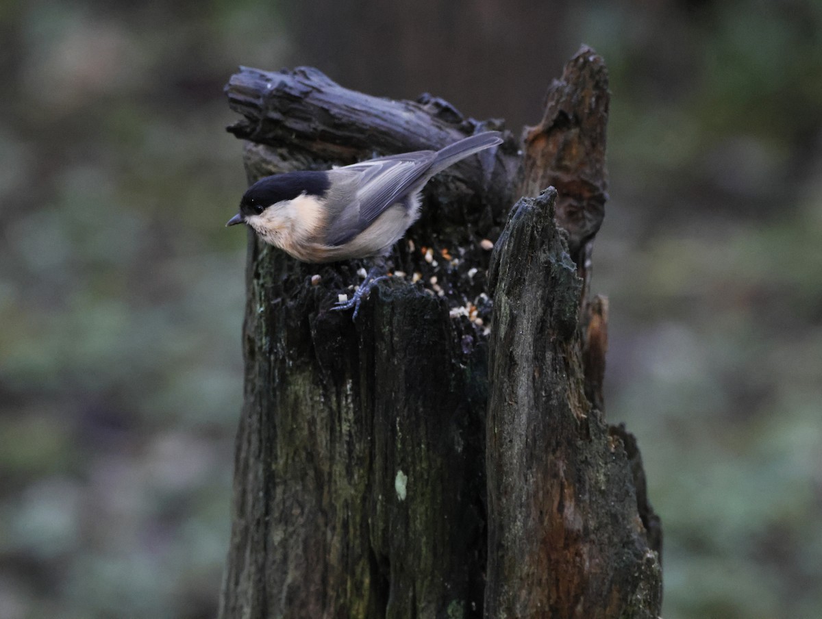 Mésange boréale - ML646377289