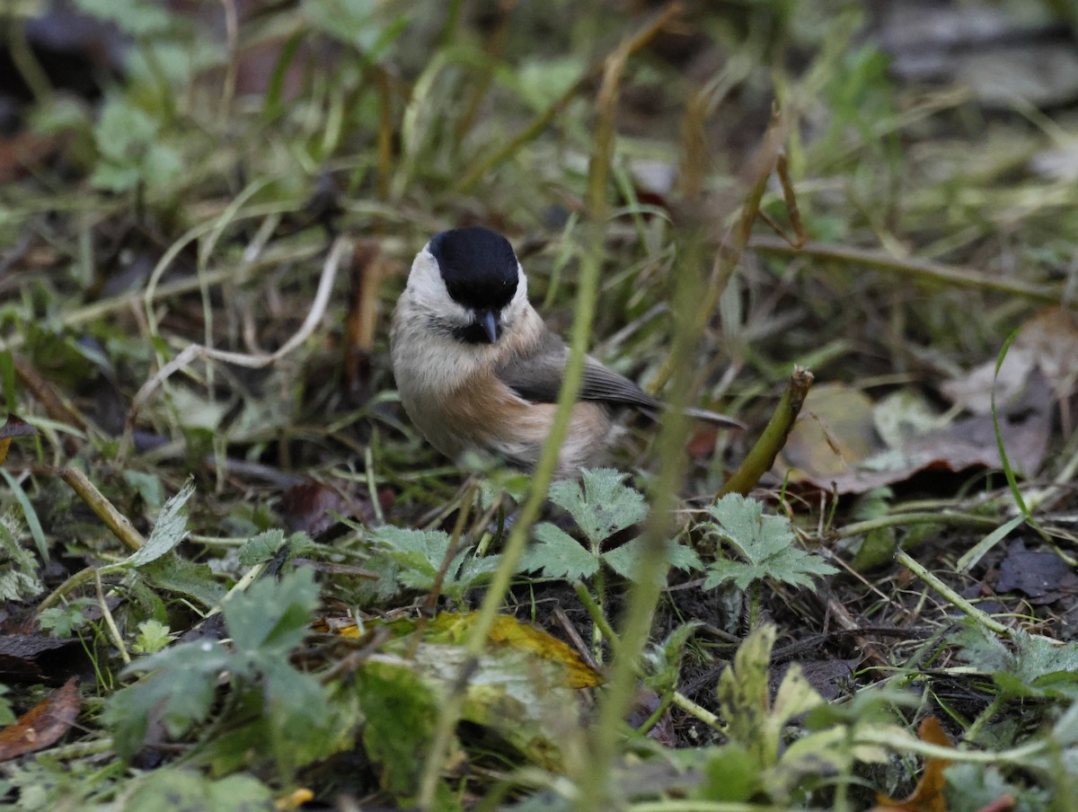 Mésange boréale - ML646377290