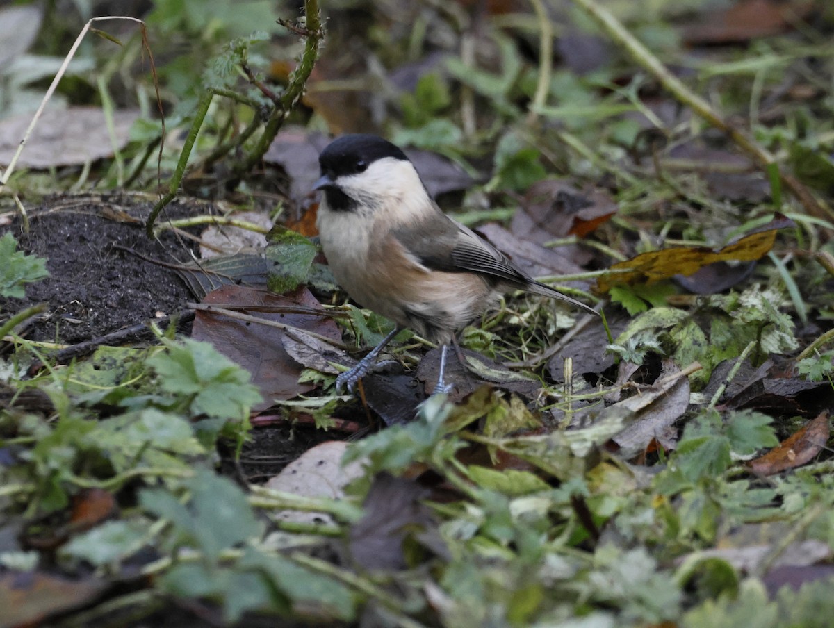Mésange boréale - ML646377291