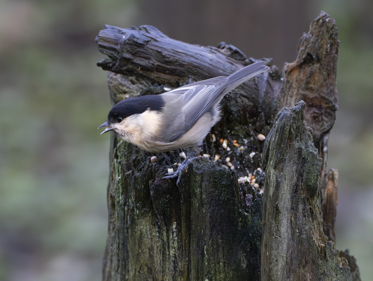 Mésange boréale - ML646377292