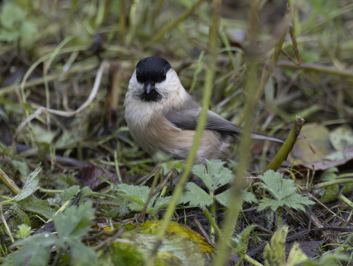 Mésange boréale - ML646377293