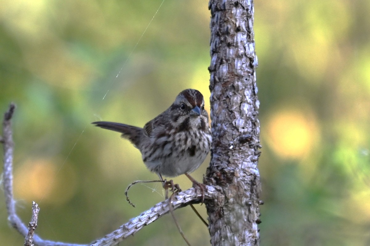 Song Sparrow - ML646377294