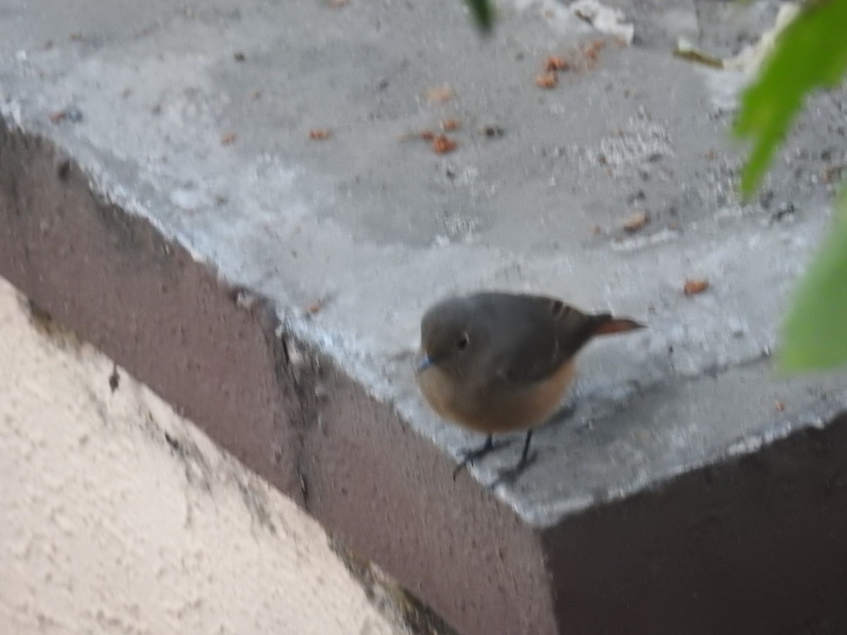 Black Redstart - ML646377295