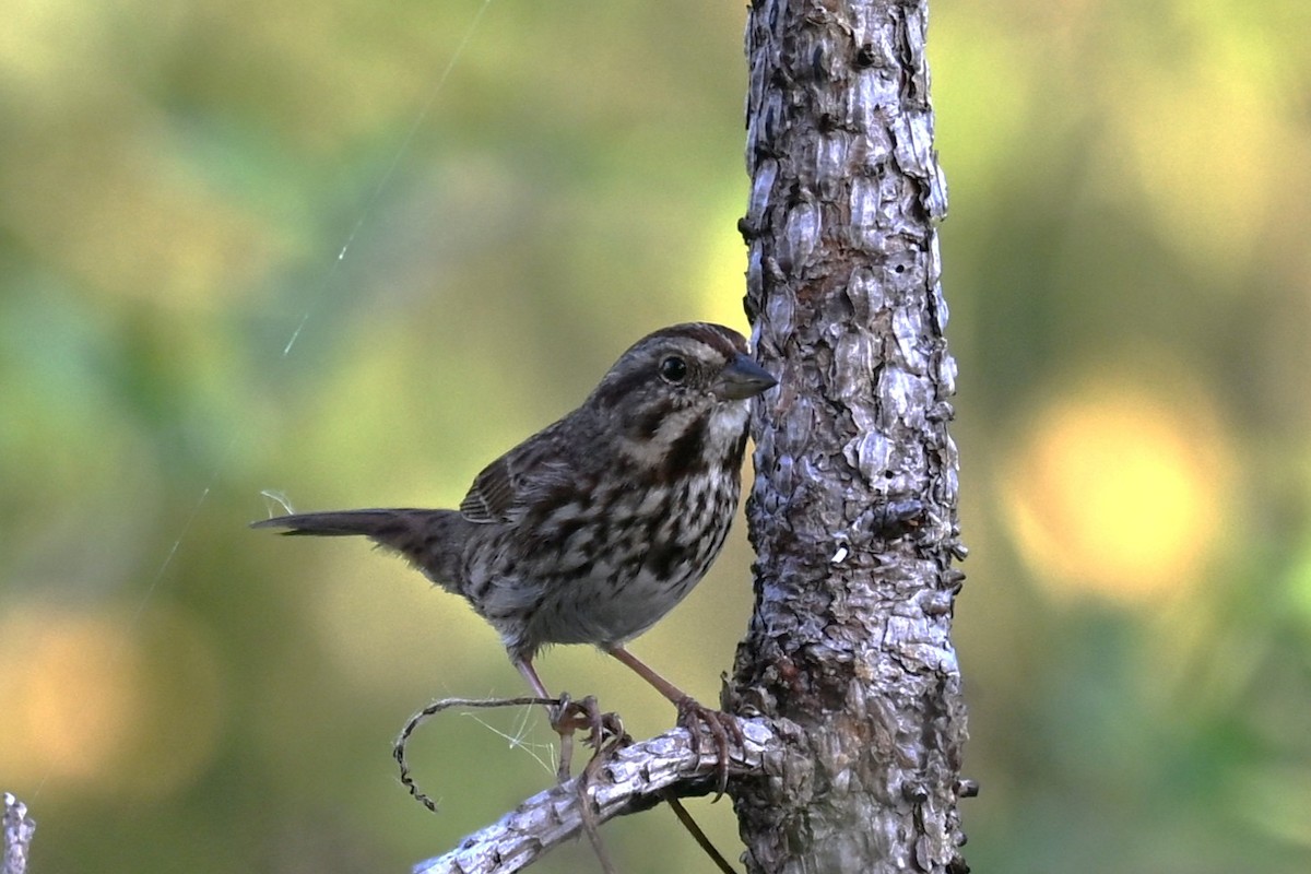 Song Sparrow - ML646377296