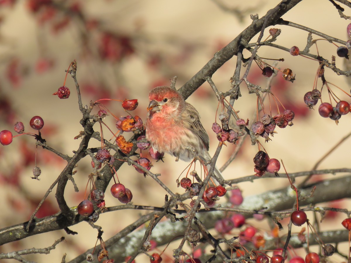 Camachuelo Mexicano - ML646377297