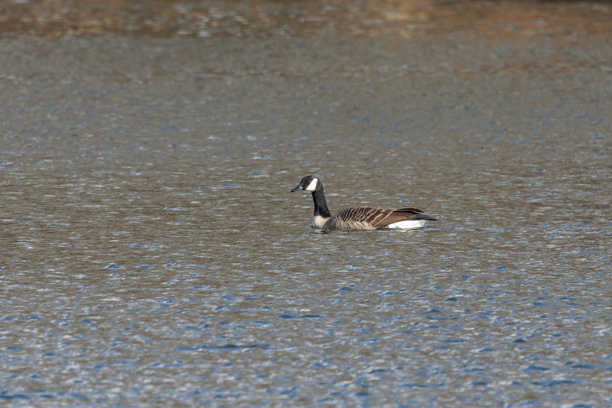 berneška velká - ML646377298