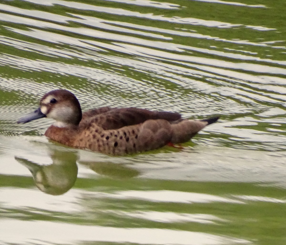 שרשיר ברזילאי - ML646377299