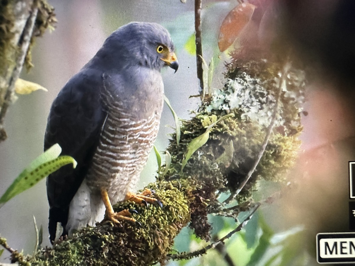 Roadside Hawk - ML646377310