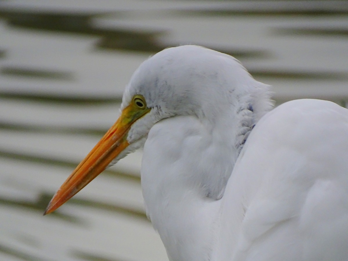 לבנית גדולה - ML646377311