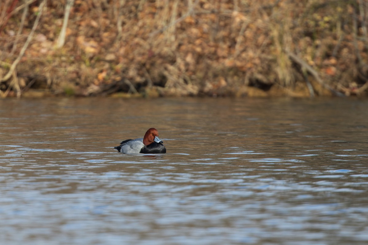 polák americký - ML646377313