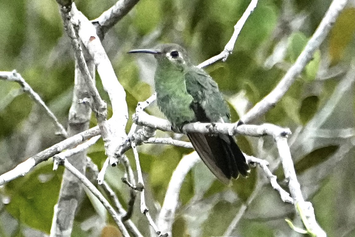 Green-tailed Goldenthroat - ML646377314