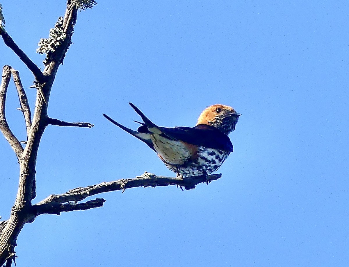 Hirondelle striée - ML646377315