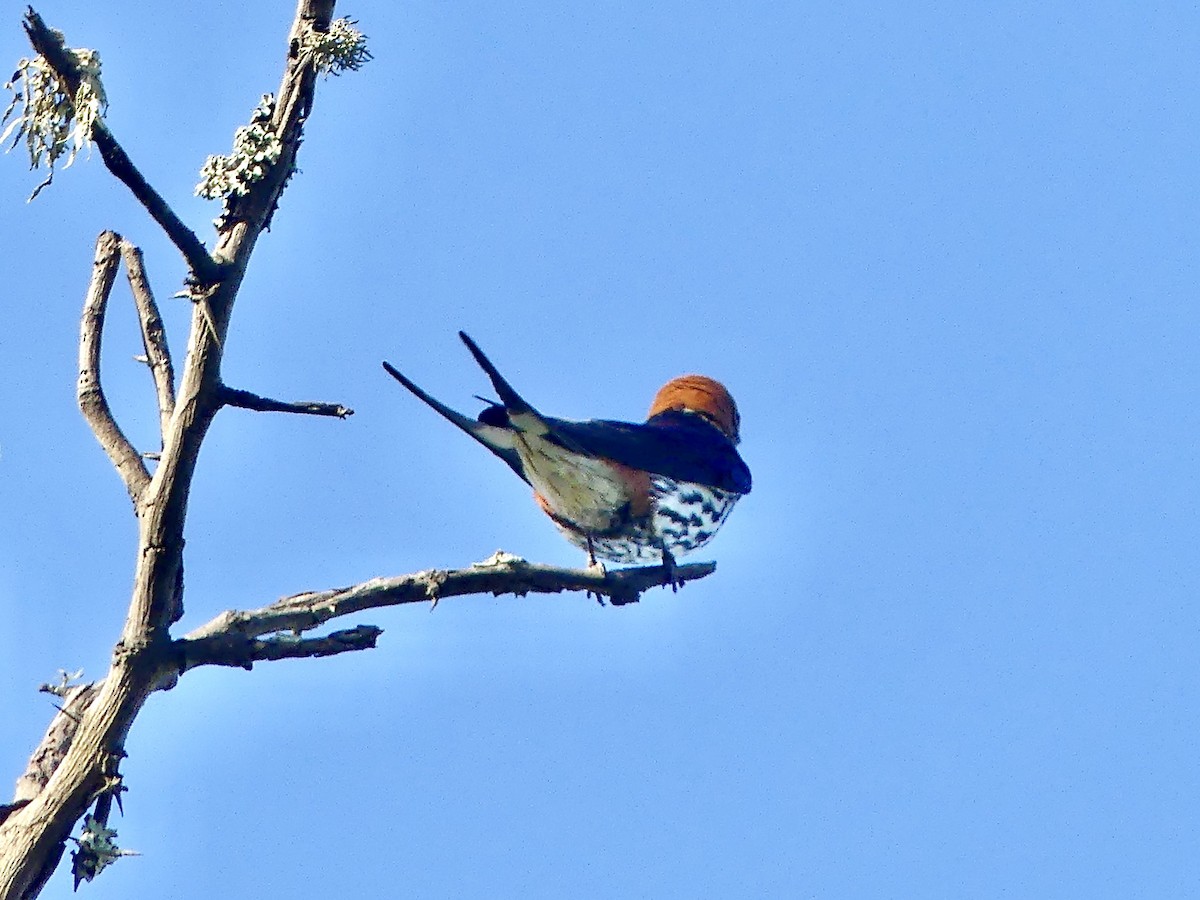 Hirondelle striée - ML646377316