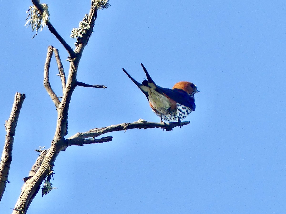 Hirondelle striée - ML646377317