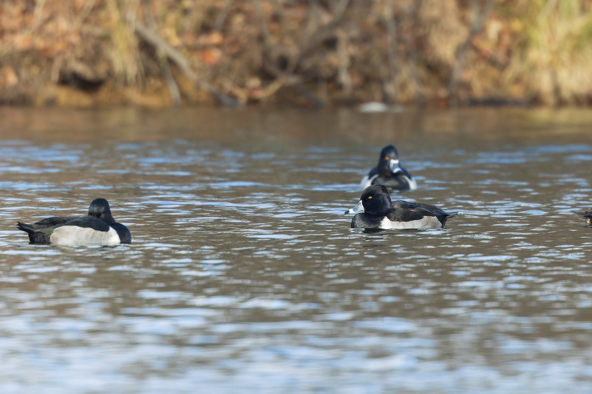 polák proužkozobý - ML646377318