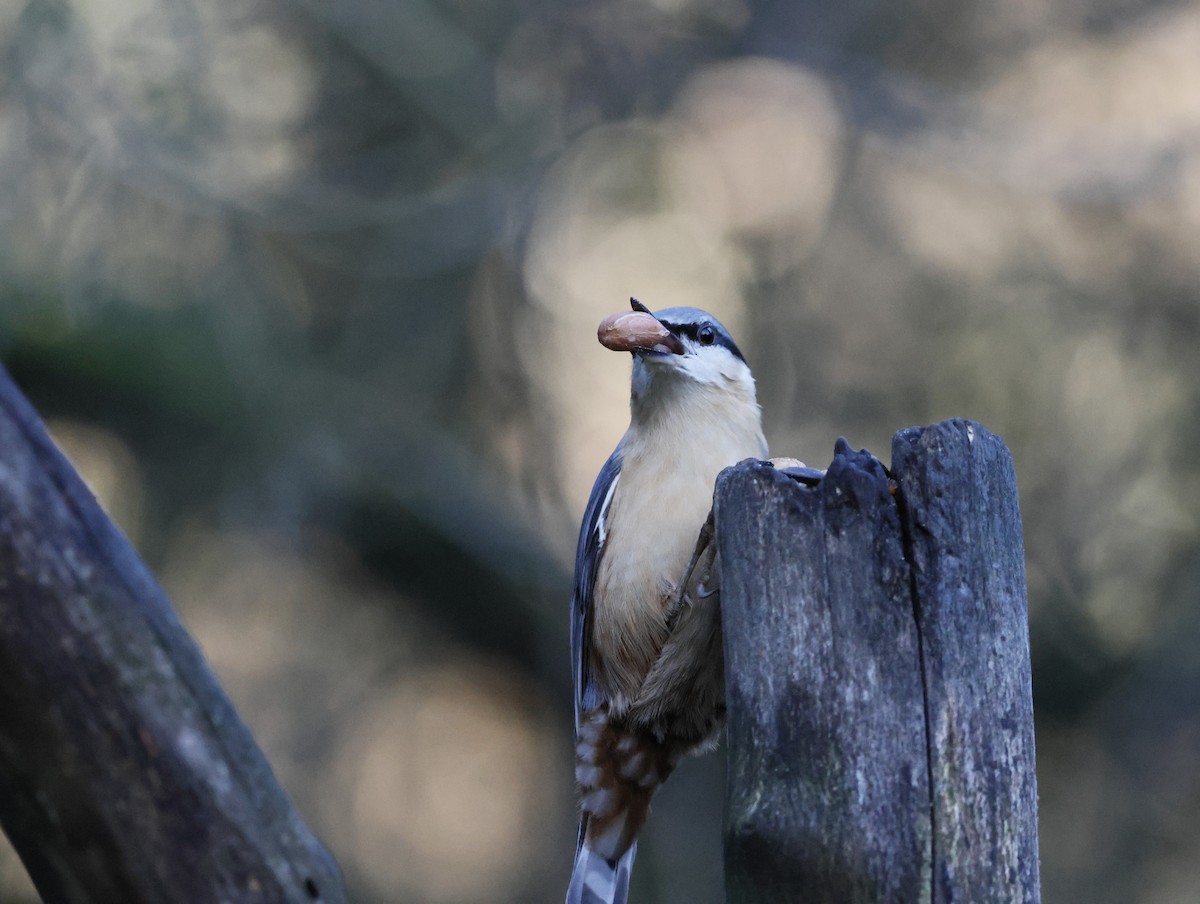 Eurasian Nuthatch - ML646377319