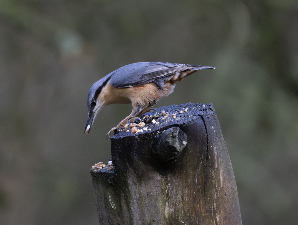 Eurasian Nuthatch - ML646377320