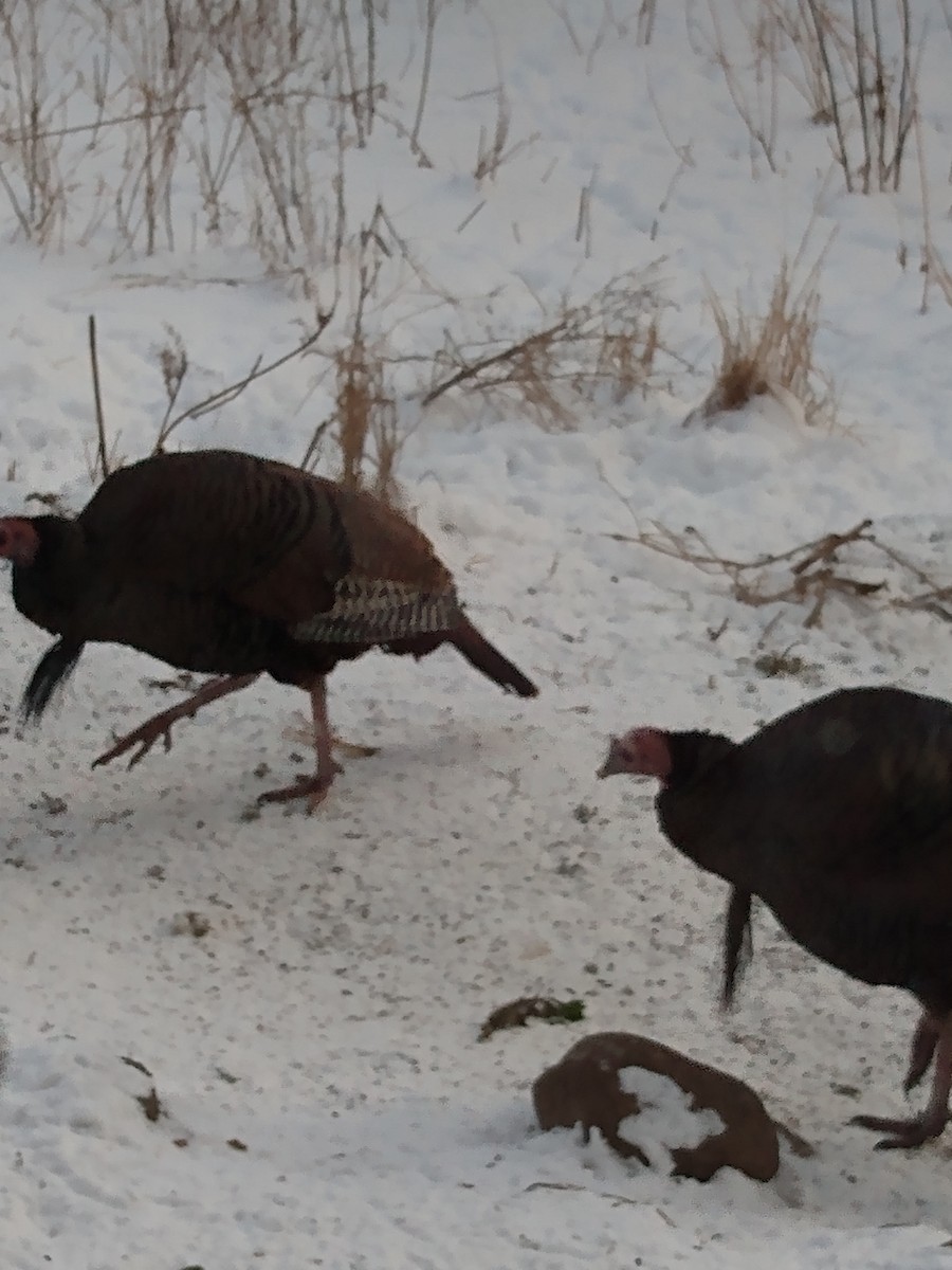 Wild Turkey - ML646377321