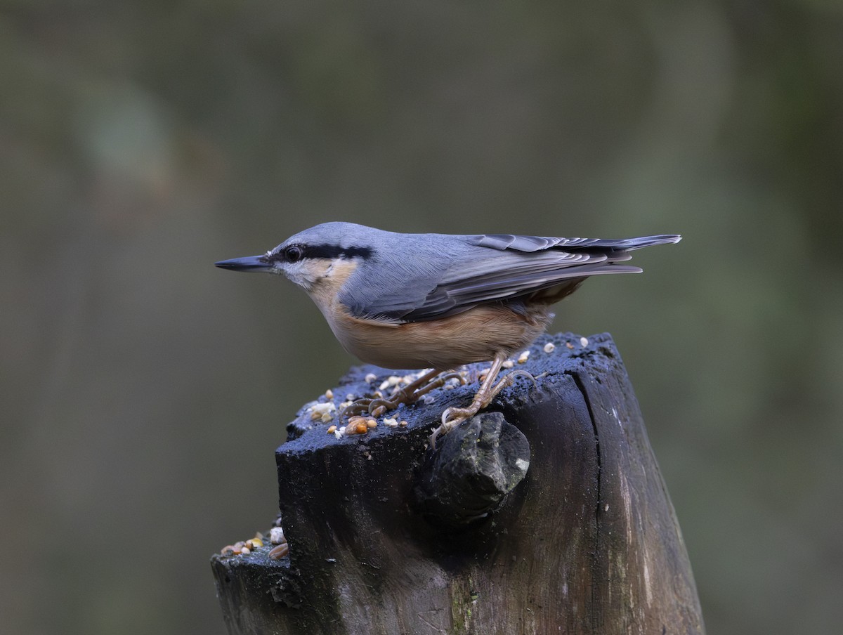 Eurasian Nuthatch - ML646377322