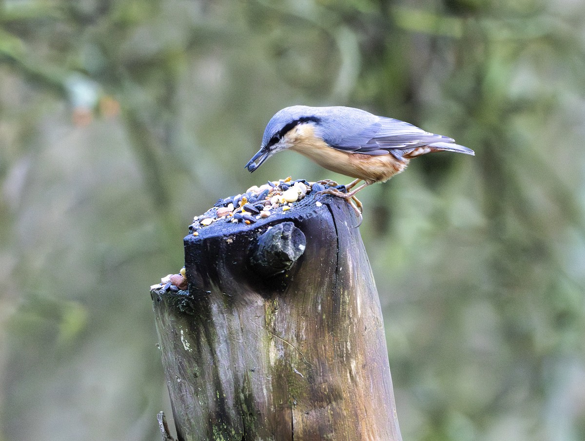Eurasian Nuthatch - ML646377323