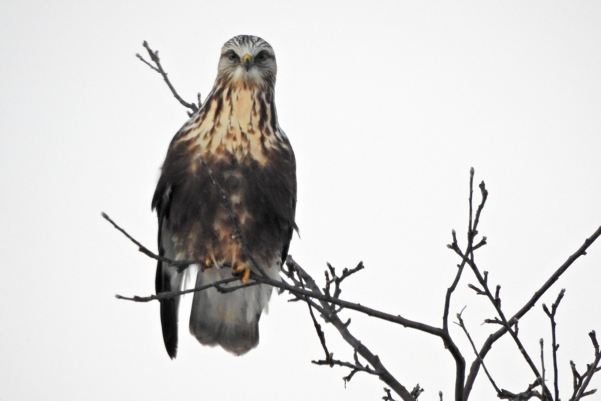 Rough-legged Hawk - ML646377324