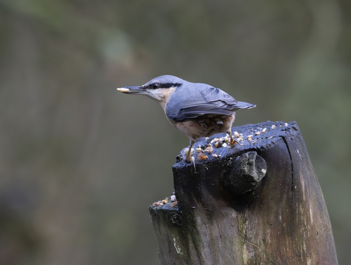 Eurasian Nuthatch - ML646377325