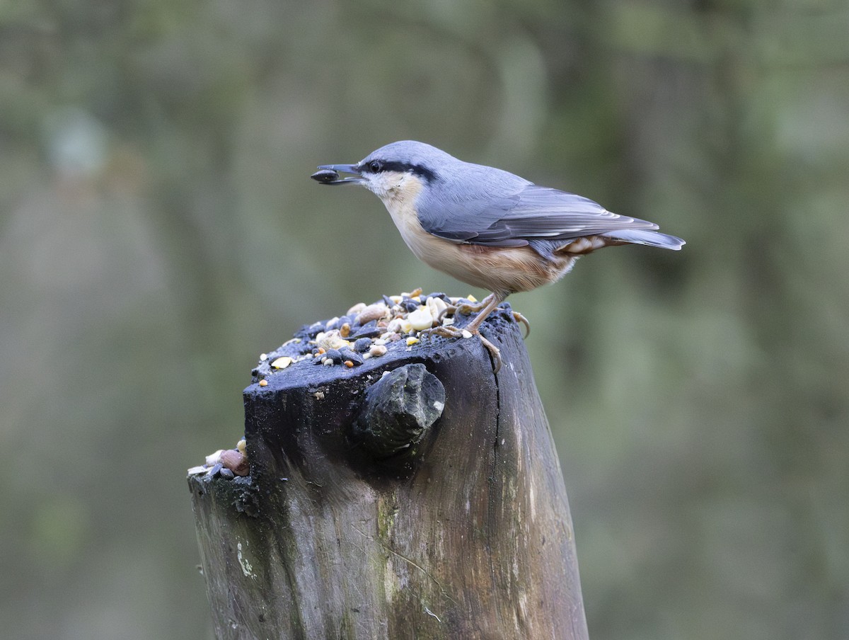 Eurasian Nuthatch - ML646377326