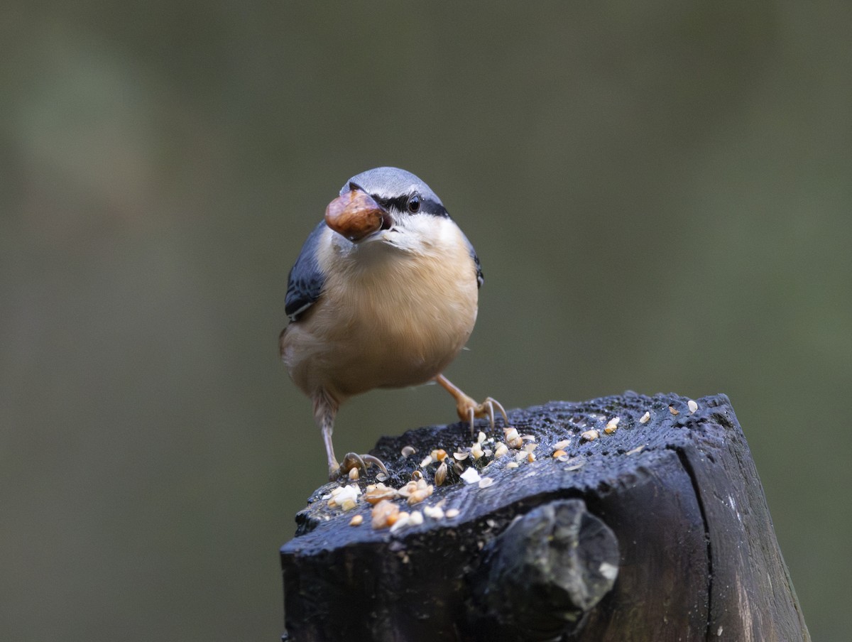 Eurasian Nuthatch - ML646377327