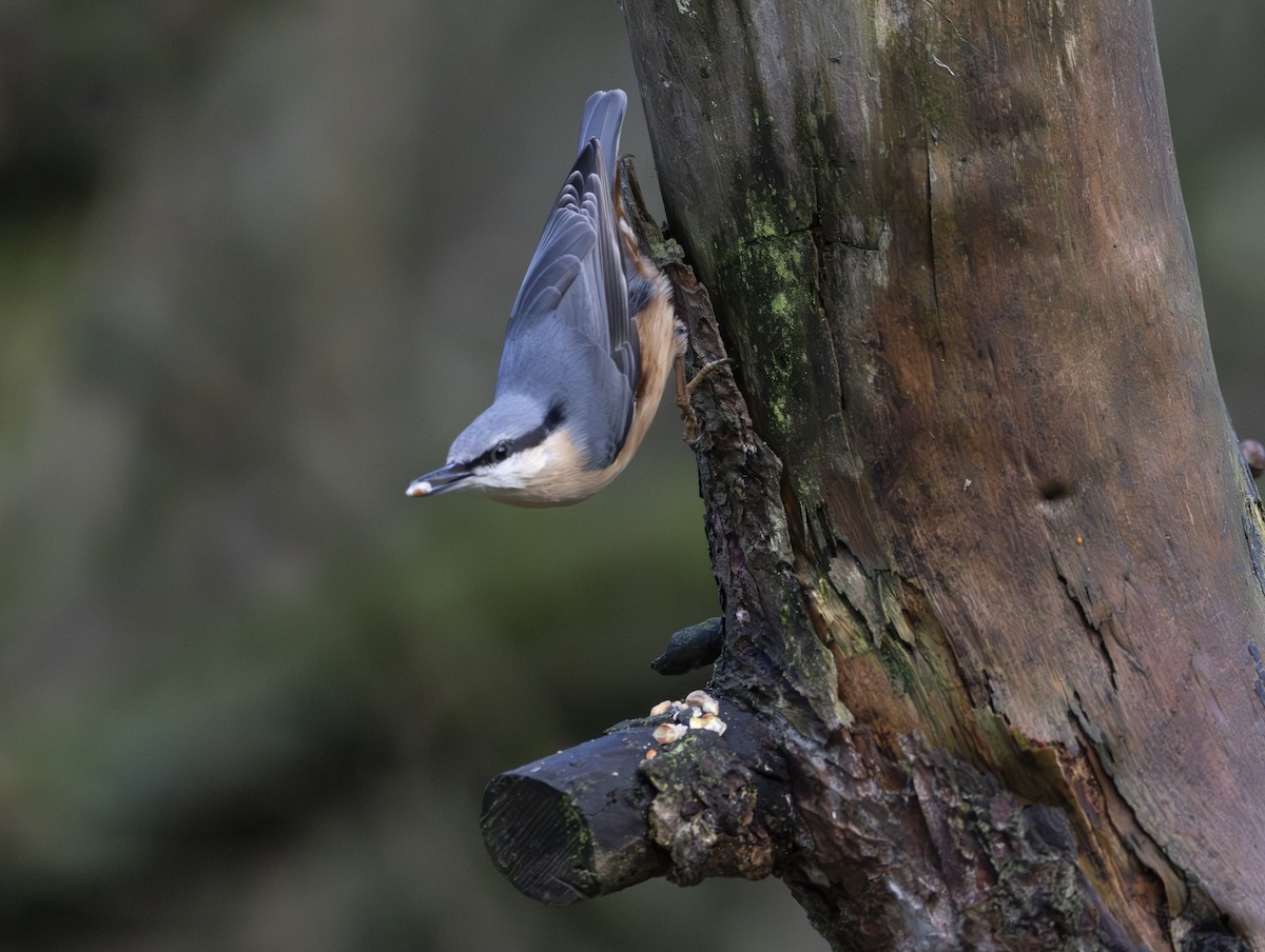 Eurasian Nuthatch - ML646377328